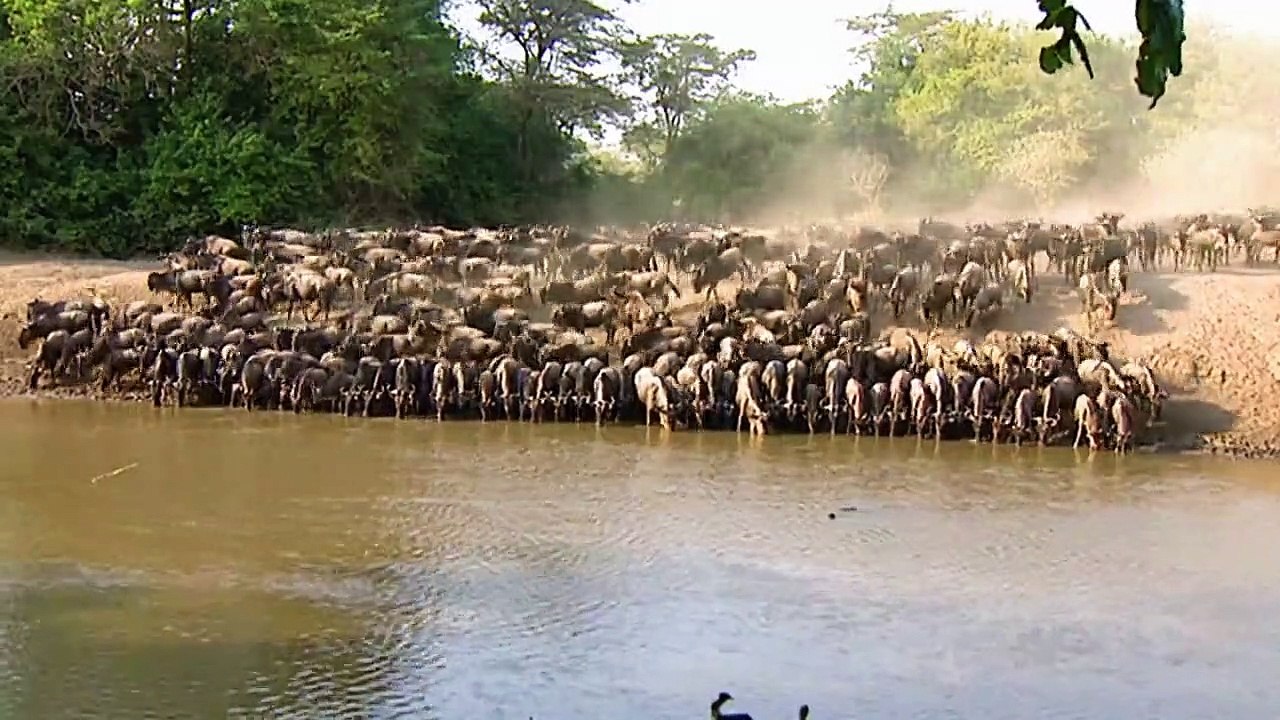 Wildes Afrika Staffel 1 Folge 5 HD Deutsch