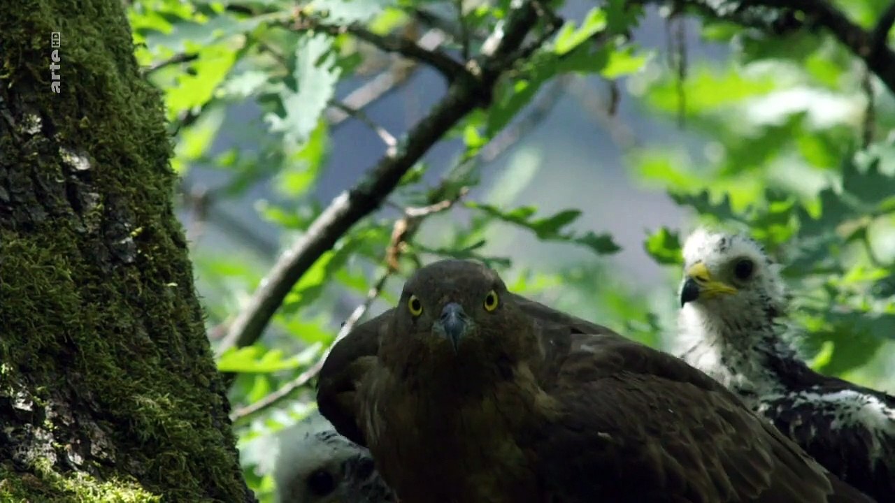 Die wilde Bergwelt Kantabriens Staffel 1 Folge 2 HD Deutsch