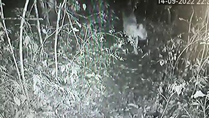 Pumas são flagrados em três munícipios da região