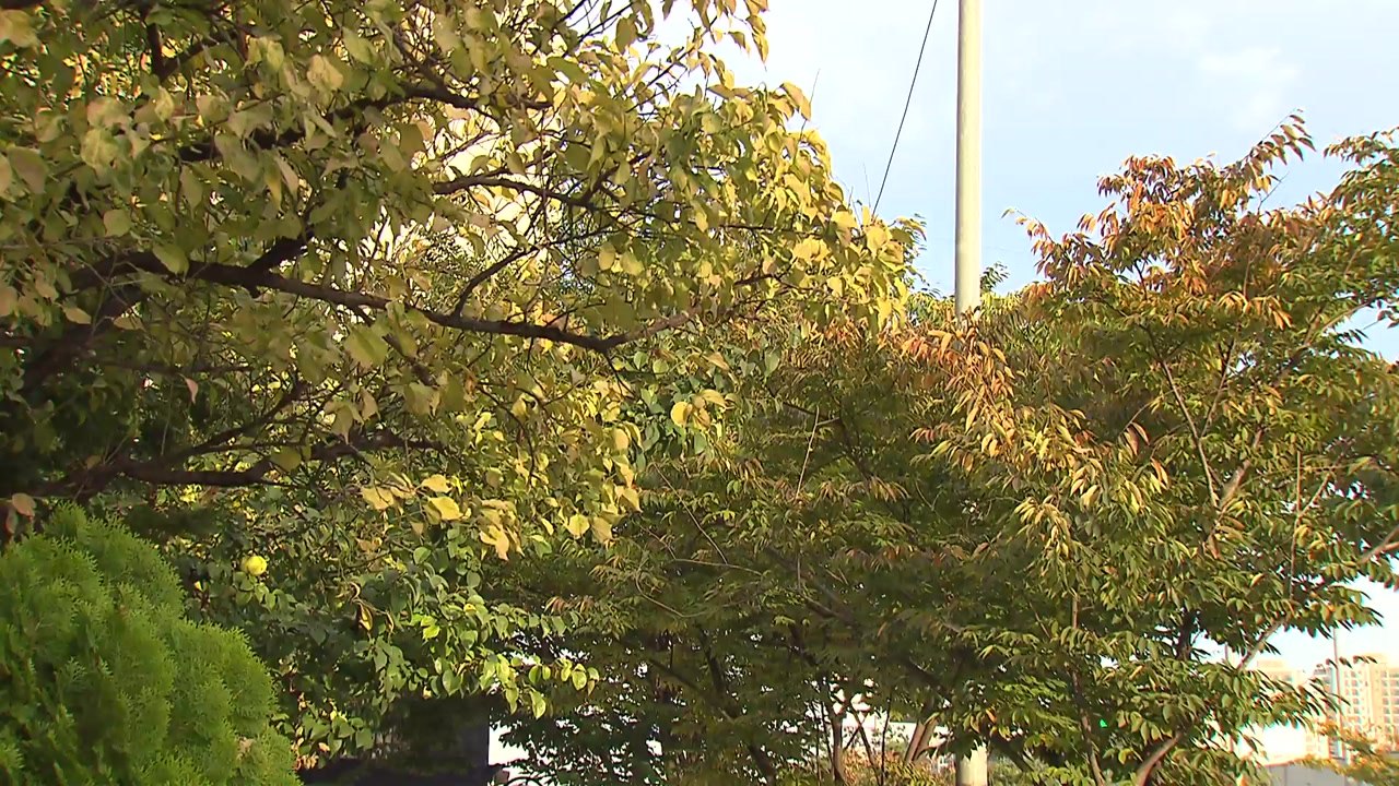 [날씨] 쾌청한 가을, 아침 쌀쌀·낮 선선...기온 변화 유의 / YTN