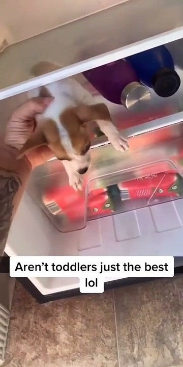 Toddler puts puppy in the fridge to chill out
