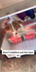 Toddler puts puppy in the fridge to chill out