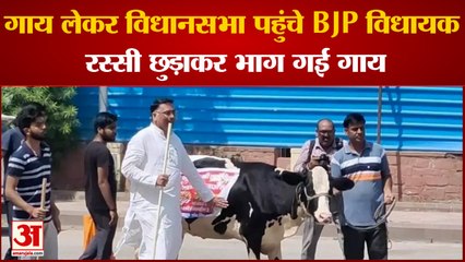 गाय लेकर विधानसभा पहुंचे BJP विधायक Suresh Singh, रस्सी छुड़ाकर भाग गई गाय