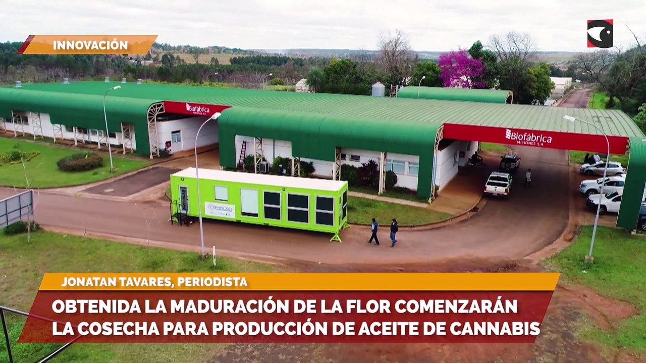 Sala cinco Cannabis medicinal, esta semana comienza una nueva etapa para la producción de aceite