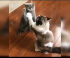 kid's masti- funny cats videos#15||cats and dogs funny videos and different type of cats