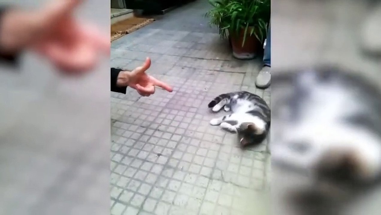 Funny cat  vs Gun  - Funny Animals  playing dead on finger shot Compilation _ Animal Gags