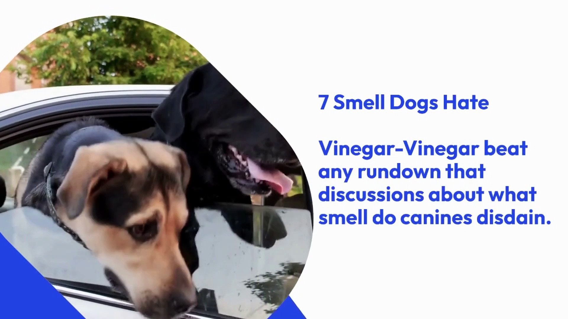 Why Do Dogs Hate Vinegar