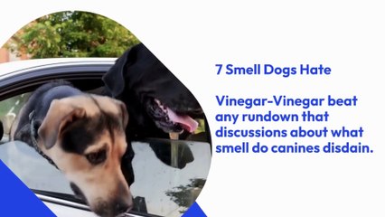 7 Scents Dogs Dislike 🚫