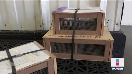 Vuelos de carga en AICM registran un aumento del 12% respecto al 2021