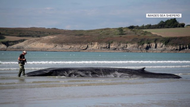 Une baleine échouée sur une plage du Finistère a été sauvée grâce à des bénévoles