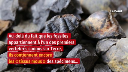 Australie : une découverte rarissime enchante les paléontologues