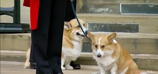 Kraliçe'nin cenazesine corgileri ve midillisi katıldı