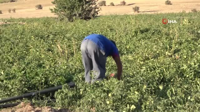 Domates hasadında verimli sezon üreticinin yüzünü güldürdü