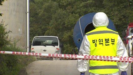 강원 춘천서 이틀째 아프리카 돼지 열병...감염 확산하나 / YTN