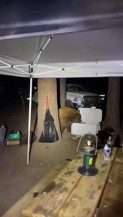 Black Bear Gets to Keep Bread
