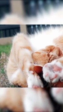 कौन कमबख्त बर्दाश्त करने को पीता है | Funny Cat Videos | Devdas Movie Dialogue