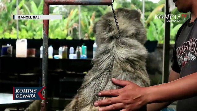 Anjing Ras Bali (Kintamani) Kian Diminati