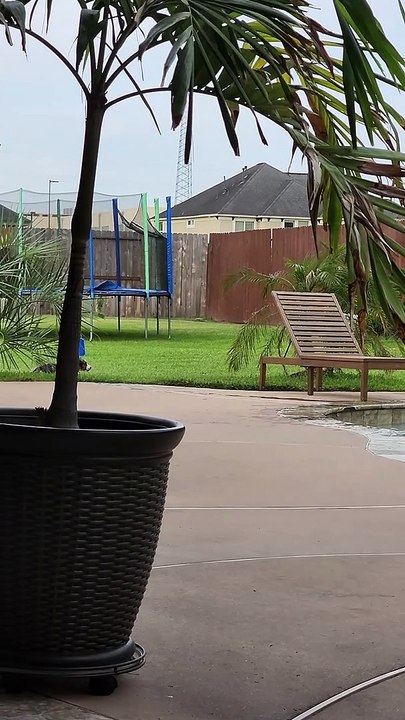 Huckleberry the Puppy Discovered the Pool