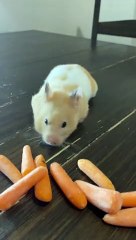 Hamster Stuffs Carrots Into Her Cheeks