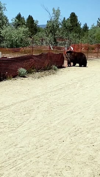 Black Bear Family Climbs Over Fence