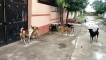 Street Dog Fighting