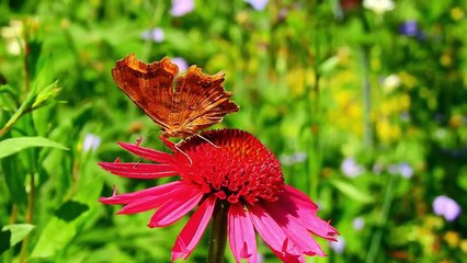 Relaxing Music Along With Beautiful Nature Videos   4K Video HD