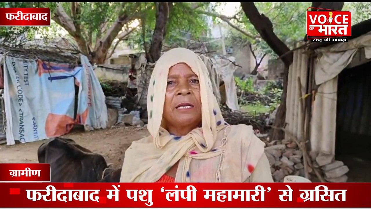 Lumpy virus havoc : लंपी वायरस का कहर फरीदाबाद में!