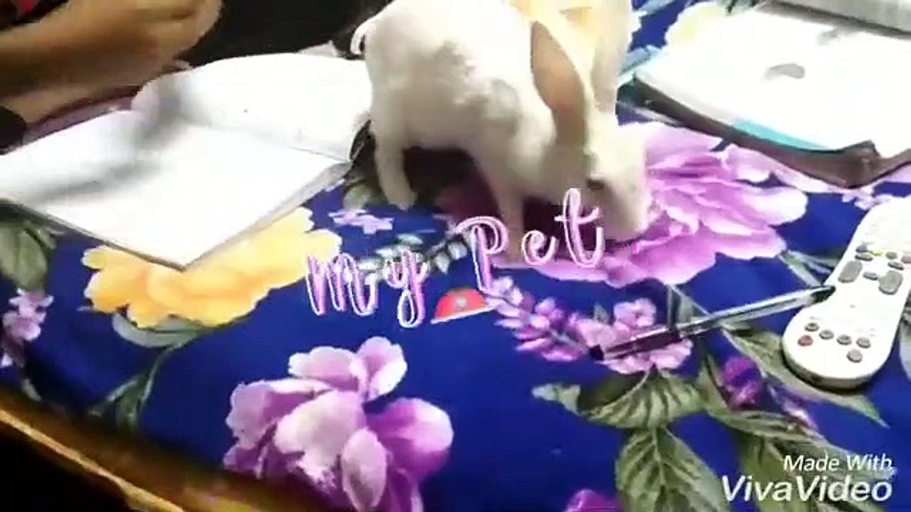 Rabbit want to study