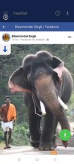 Elephant Dancing Video