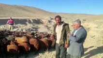 Çalınan 118 koyunu JASAT ekibi buldu