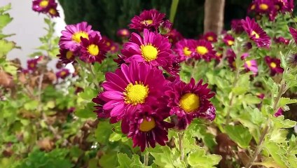 FLOWERS. NATURE. FUNNY VIDEO. FUNNY KING. FLOWER