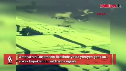 Sokak köpeklerinin genç kıza saldırısı kamerada
