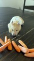 Hamster Stuffs Carrots Into Her Cheeks