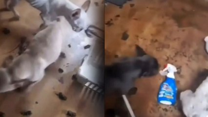 "불법 위탁받은 개들 오물더미에 방치"...수사 의뢰 / YTN