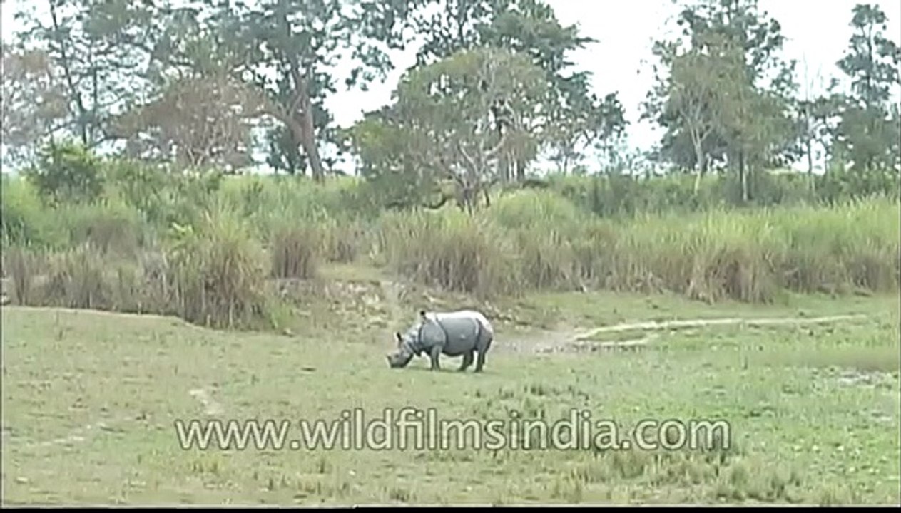 Bird feeding on a Rhino, Kaziranga