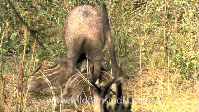 Mother Boar suckling her piglets!