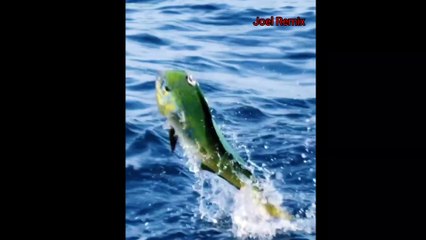 Fish video,fish,dolphin fish video,dolphin video,fishing video,sea fish video,dolphin