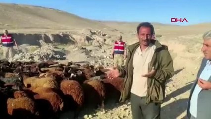 ÇALINAN 118 KOYUNU BULUNUNCA BÜYÜK SEVİNÇ YAŞADI