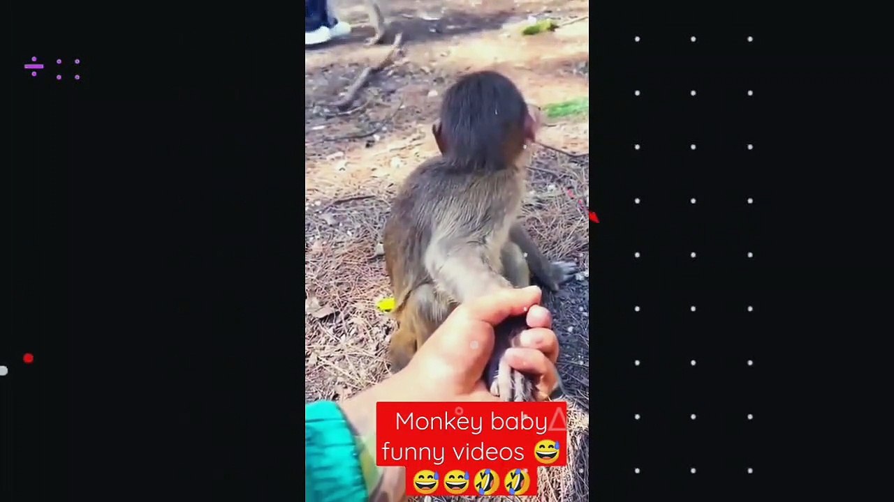 बंदर जो आपको हसा कर लूट पॉट कर दे | Funny Monkey Videos | Monkey Comedy