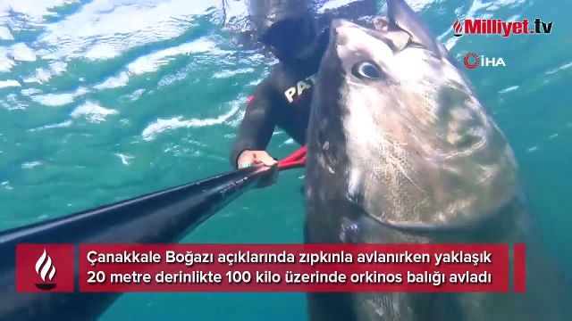 Zıpkınla 100 kiloluk orkinos avladı