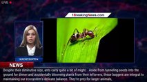 20 Quadrillion Ants Are Roaming Earth Right Now, Scientists Calculate - 1BREAKINGNEWS.COM