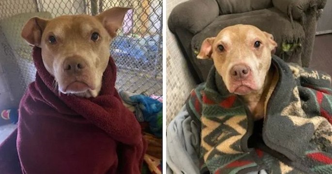 États-Unis : cette chienne âgée issue d'un refuge se fait border tous les soirs depuis son arrivée