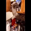 Funniest Cats  - Don't try to hold back Laughter  - Funny Cats memes Life (Mazedar vines)