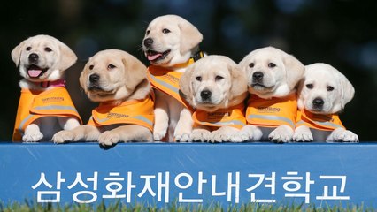 [기업] 삼성 안내견 학교 분양식...7년간 파트너 역할 / YTN