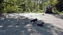 Ormanlık alana bırakılan köpekler açlıktan ölmek üzere