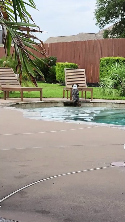 Huckleberry the Puppy Discovered the Pool