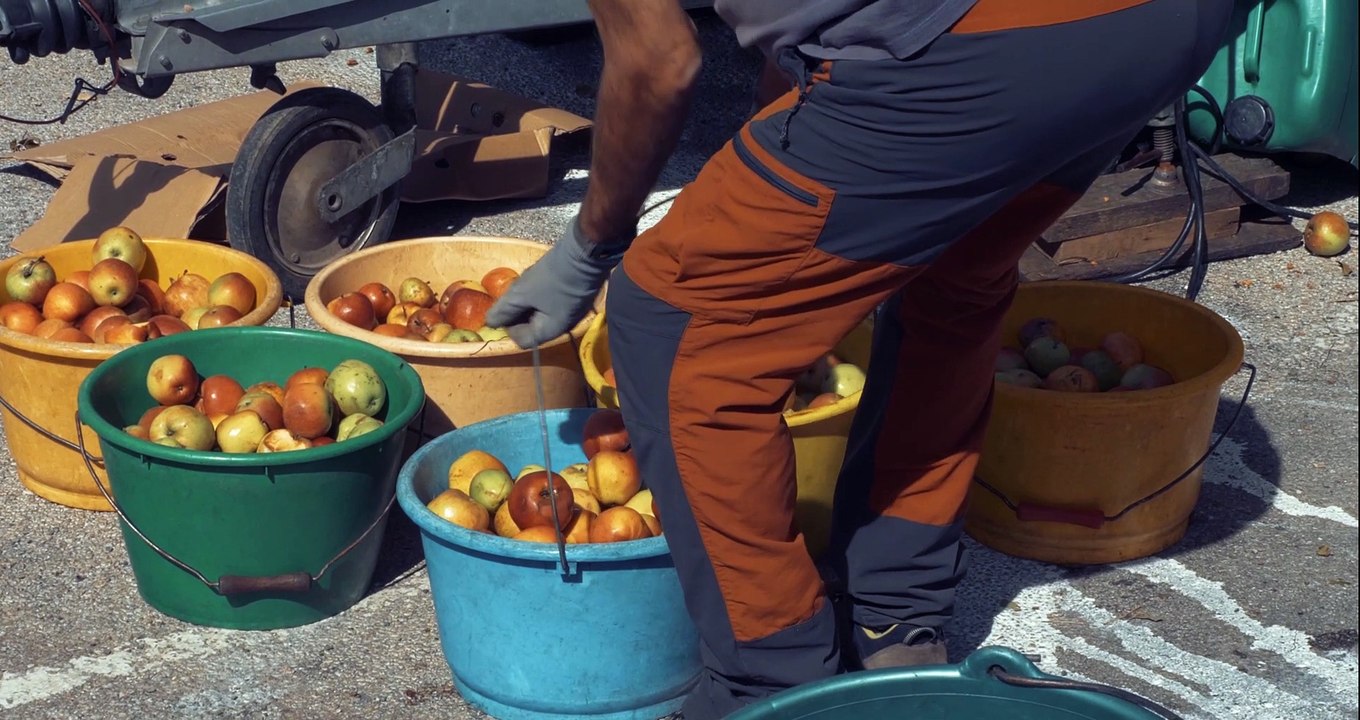 Reportage sur une journée de pressage de pommes