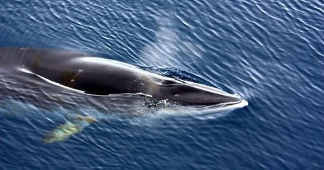 « C'était magnifique » : un rorqual échoué sur une plage a réussi à retourner à l'eau