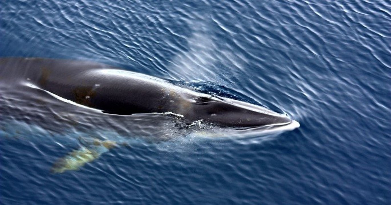 « C'était magnifique » : un rorqual échoué sur...