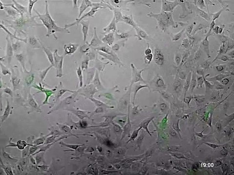 Les virus tueurs de cancers